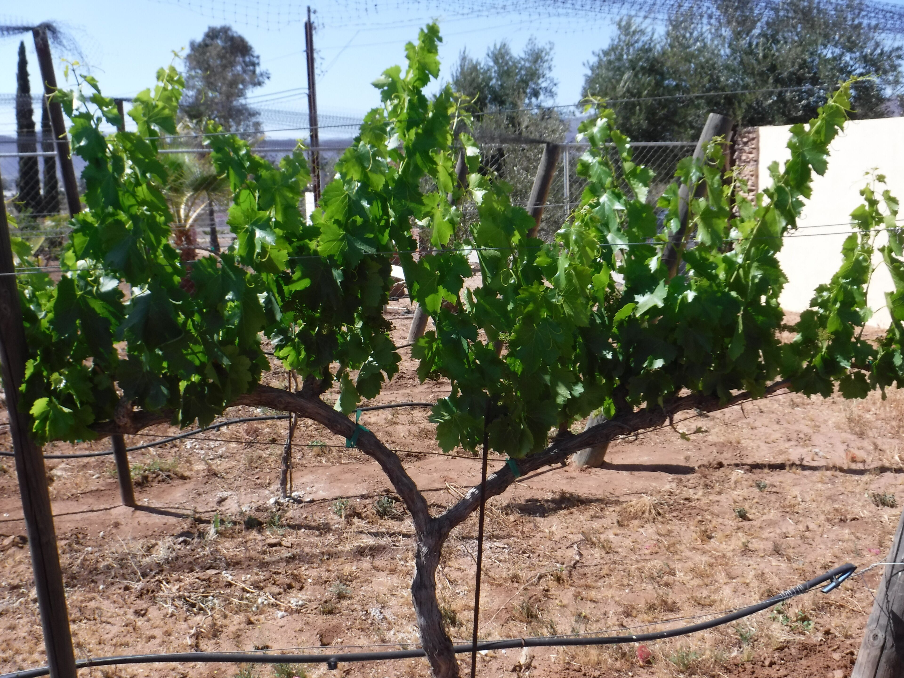 A country house in a vineyard