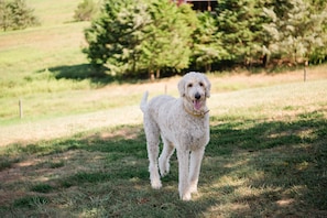 A white dog standing in a grassy field with trees in the background.