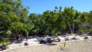 A garden with various plants and trees, a gravel path, and a clear blue sky. - Empyrean - Tangerine - Paradise in Whitby, North Caicos (Whitby)