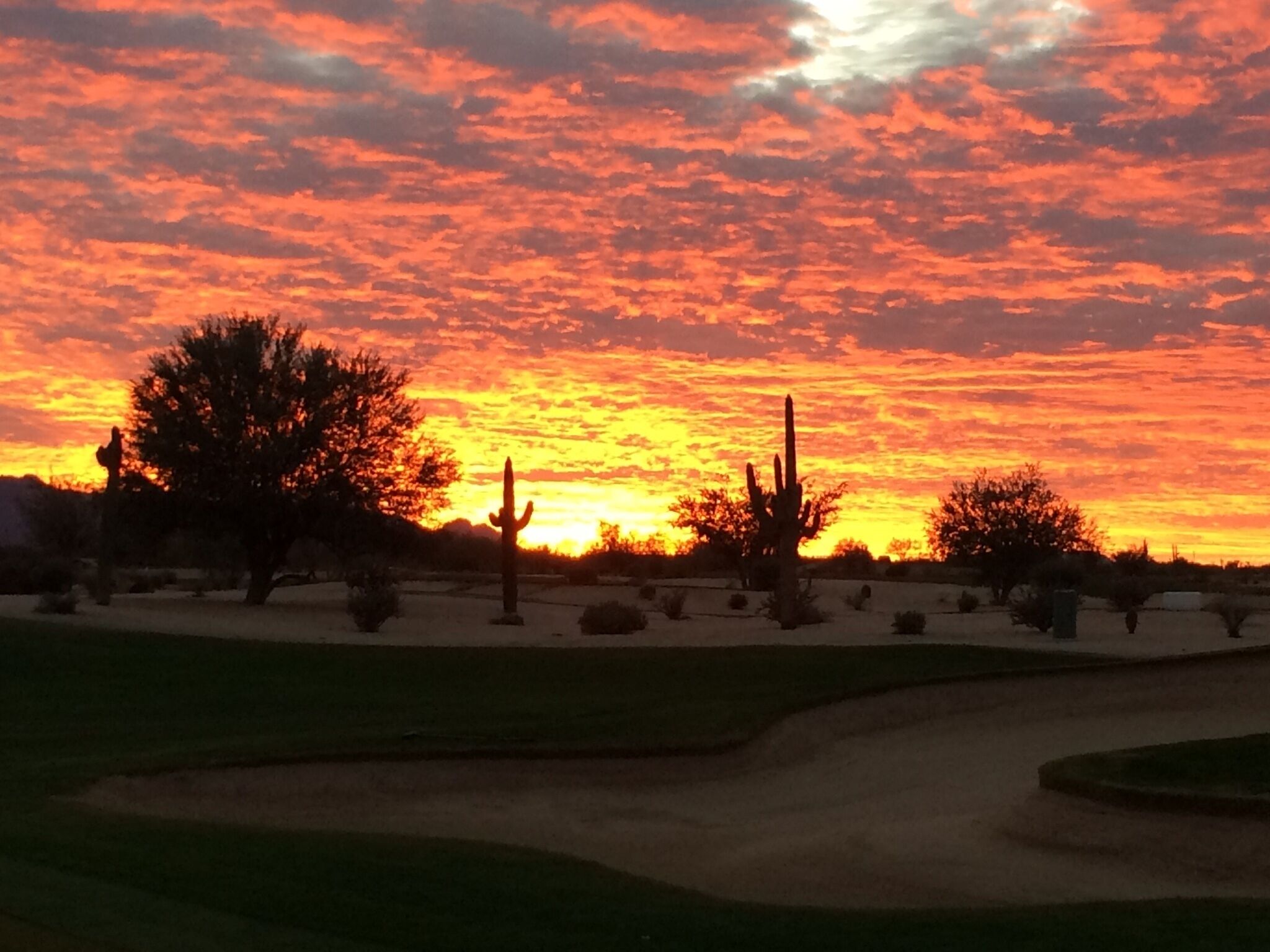 A desert landscape with cacti and trees silhouetted against a sunset sky.