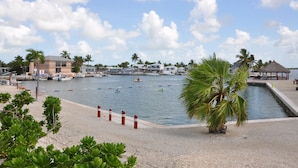 A marina with boats, a palm tree, and buildings in the background. - Springs Venture Out Dolphin House #386 with beautiful open water views (Cudjoe Key)