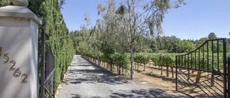A pathway lined with trees and a metal gate, leading into a vineyard area.
