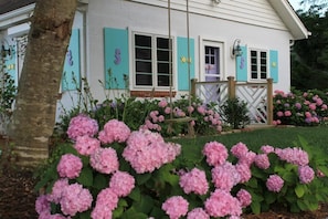 Summertime hydrangeas in bloom.