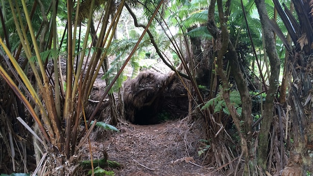 A forest path with a large rock in the center, surrounded by dense foliage and trees. - Cozy House near the Hawaii Volcanoes National Park & Volcano Village on 1.5 Acre (Volcano)