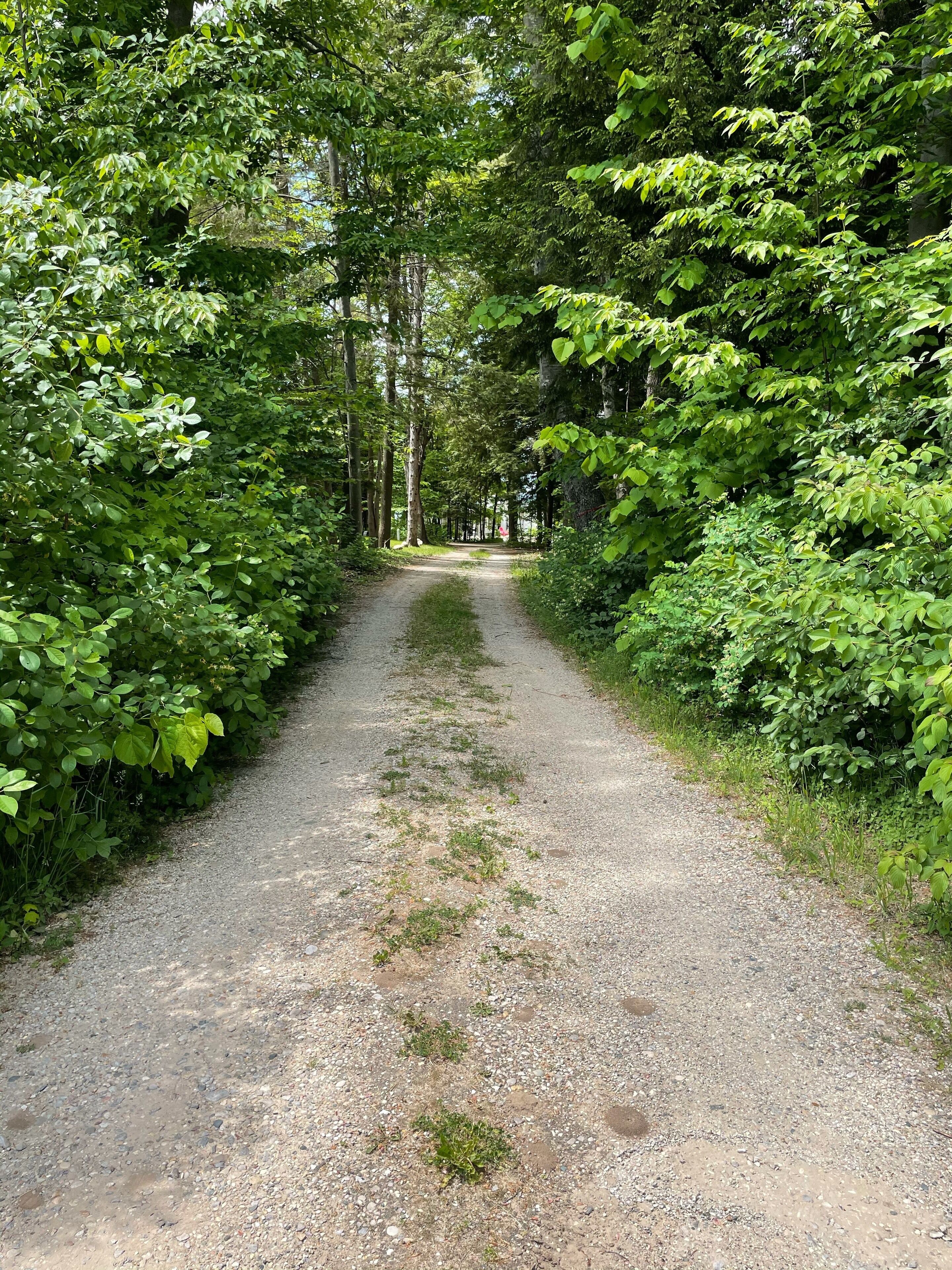 Ein Kiesweg, gesäumt von dichtem Grün, führt in einen bewaldeten Bereich.