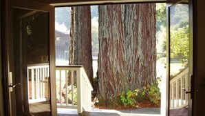 A wooden deck with a view of a large tree and a white railing. - A Family Retreat Among the Redwoods. (Cazadero)