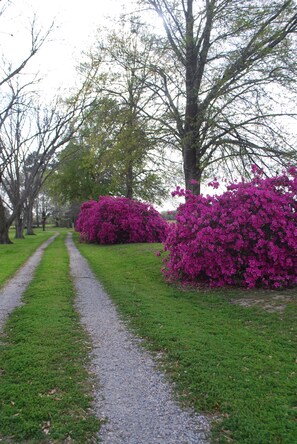A gravel path flanked by green grass and trees, leading to a bush with pink flowers.