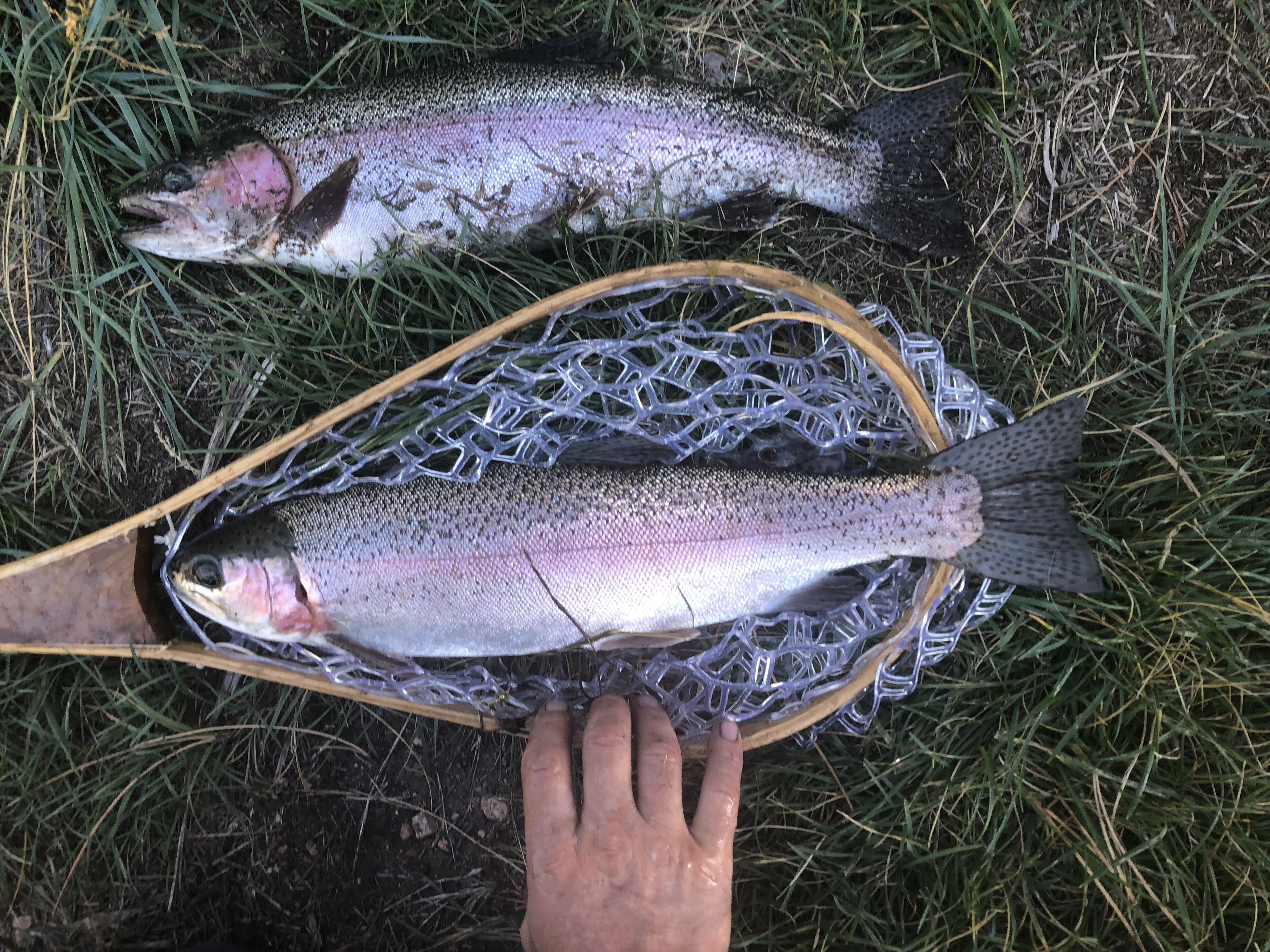 Two fish laid out on a mesh surface with a person's hand visible.