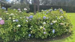 Ein Garten mit Hortensienbüschen und einem Pavillon.