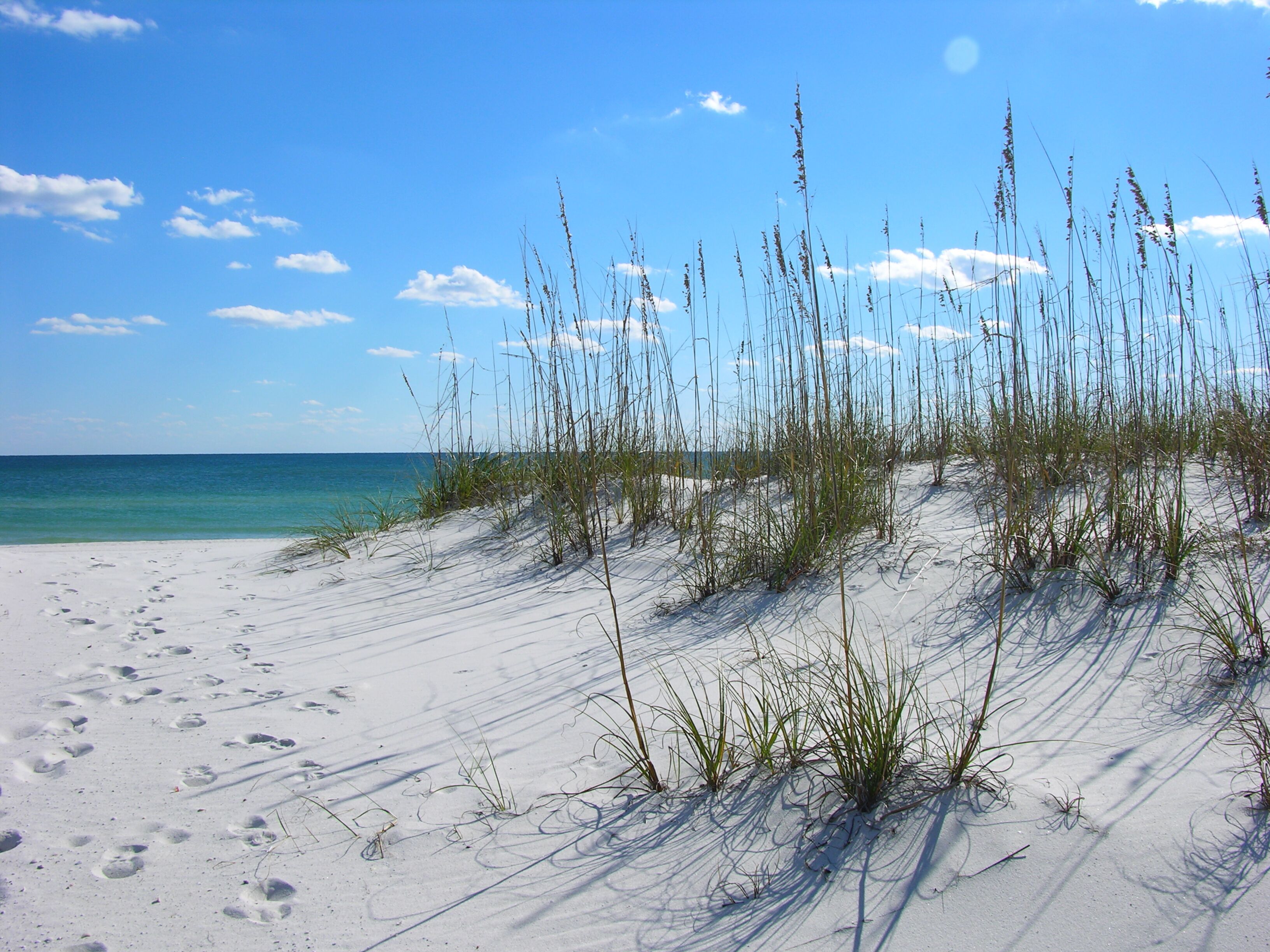 Een strand met duinen en schaarse begroeiing.