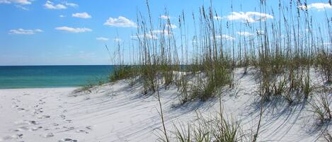 Een strand met duinen en schaarse begroeiing.
