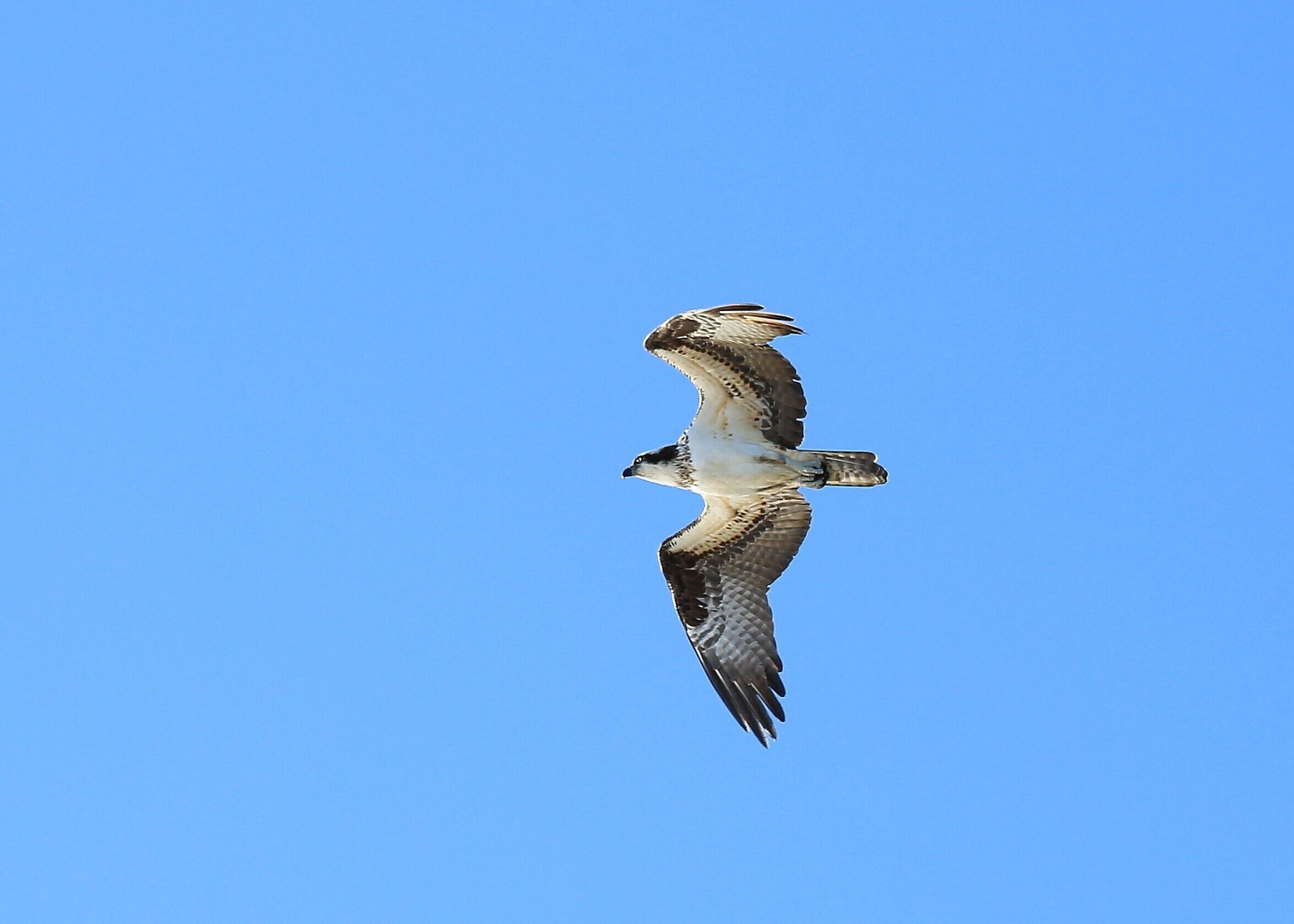An osprey in flight against a clear blue sky.