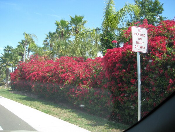 A roadside sign with red flowers and palm trees in the background.