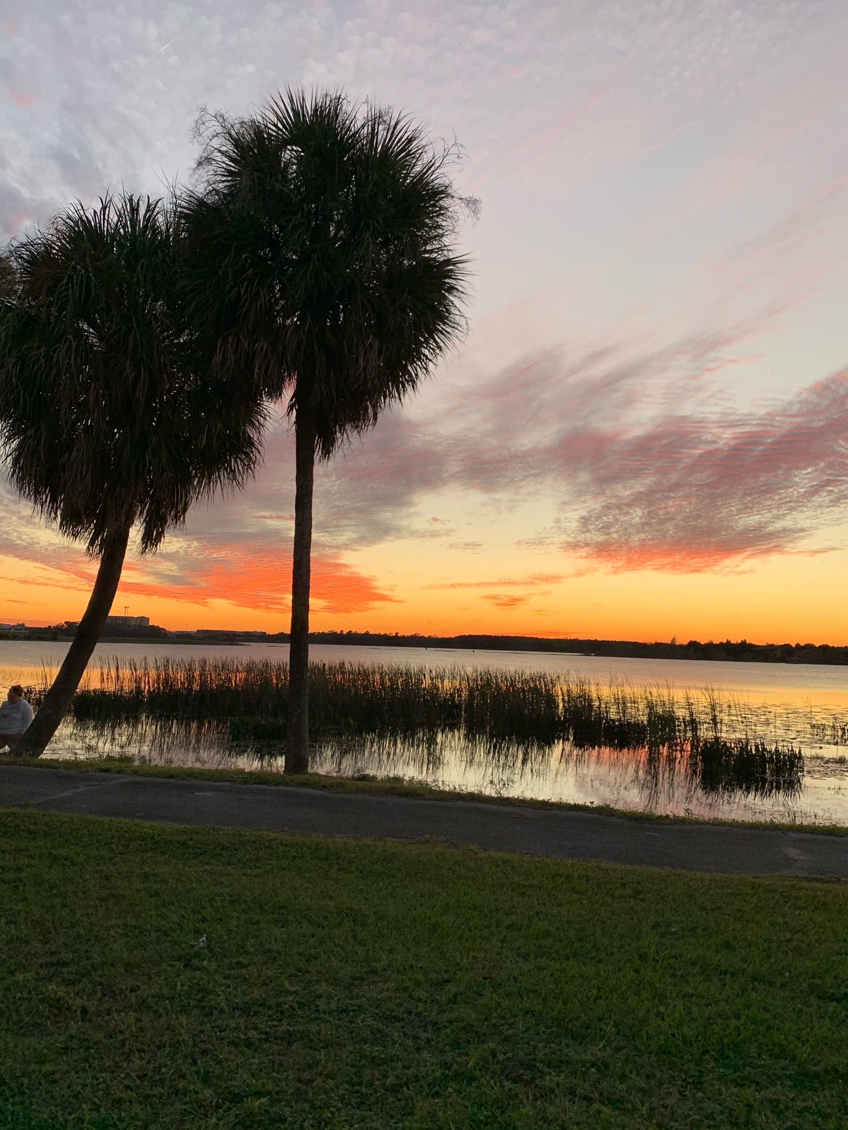 Una vista al atardecer con una palmera y un lago tranquilo.