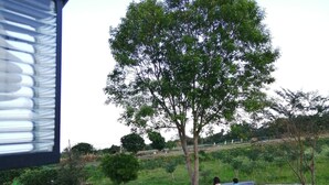 Un patio de grava con un árbol, un pequeño jardín y un edificio con una ventana.