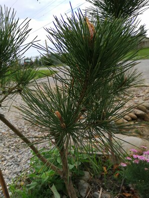 Exterior - Rural Scenary Villa (Taitung)