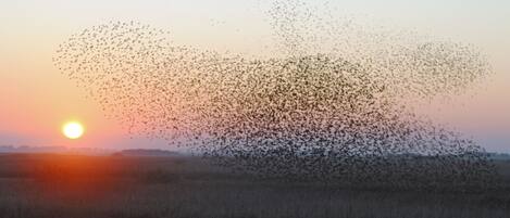 A sunset with a flock of birds flying across the sky.