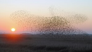 A sunset with a flock of birds flying across the sky. - Tønder Byferie (Tonder)