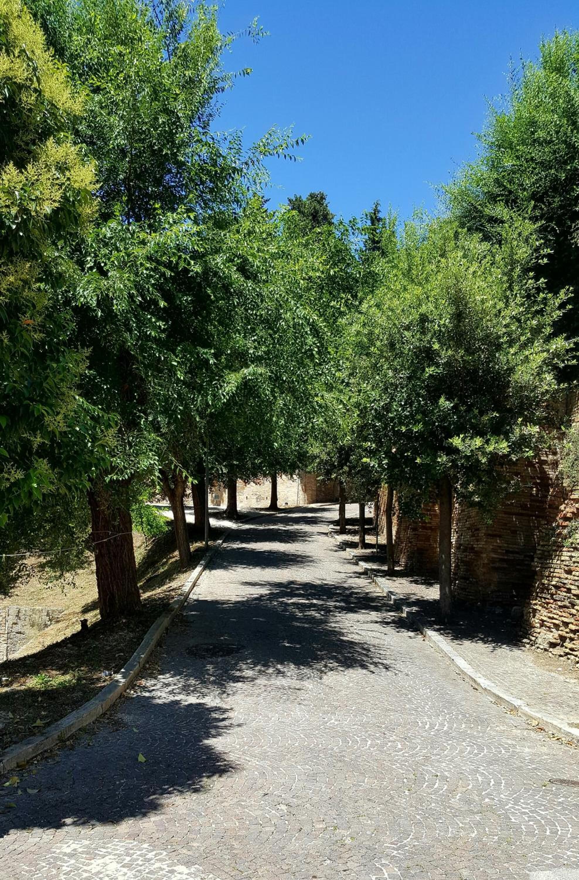 A paved pathway lined with trees and brick walls, leading into a shaded area.