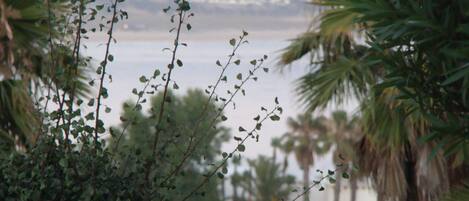 Vista de una zona costera con palmeras y una cadena montañosa distante.