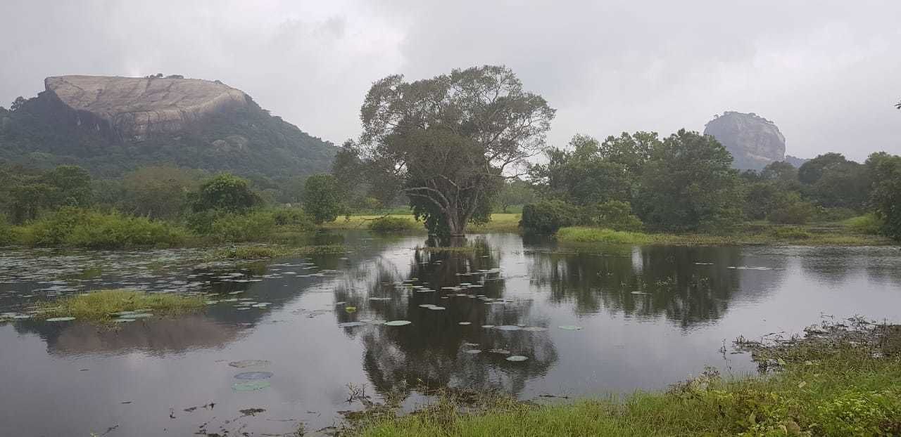 Un lago tranquilo con un árbol en el centro, rodeado de exuberante vegetación y colinas al fondo.