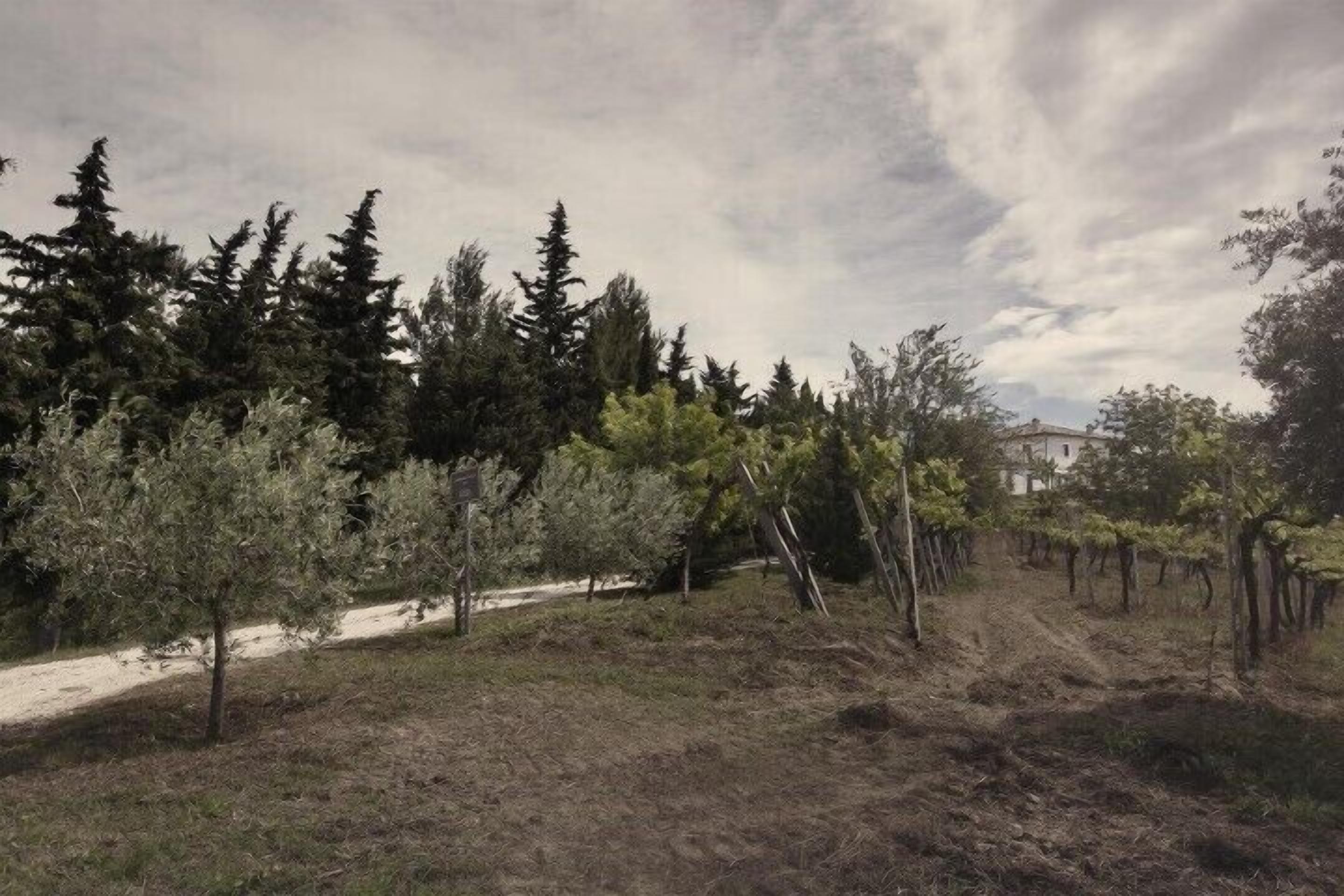 Un vignoble avec des rangées de vignes et un chemin de terre.