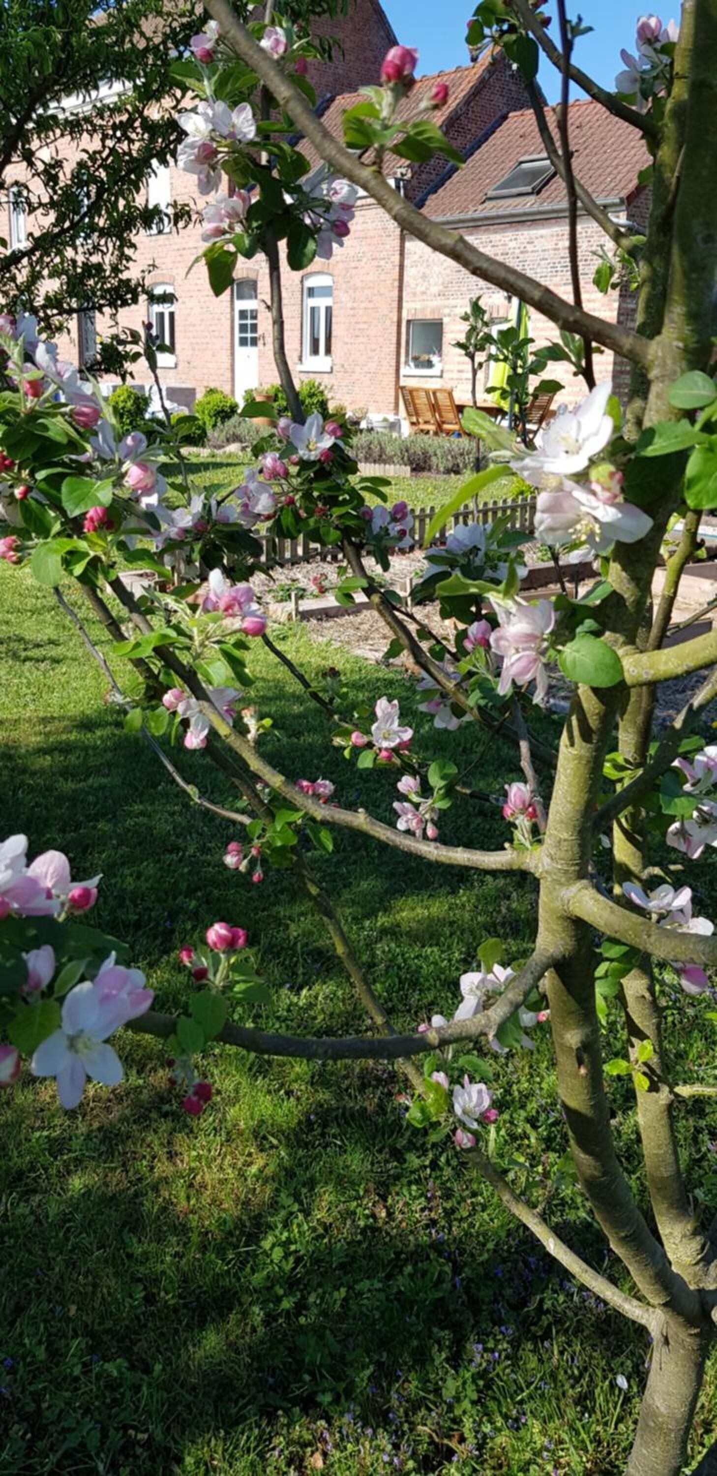 Un jardín con árboles en flor y un edificio de ladrillo al fondo.