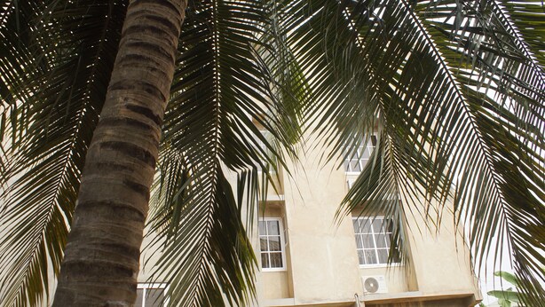 Una palmera al frente y un edificio al fondo.
