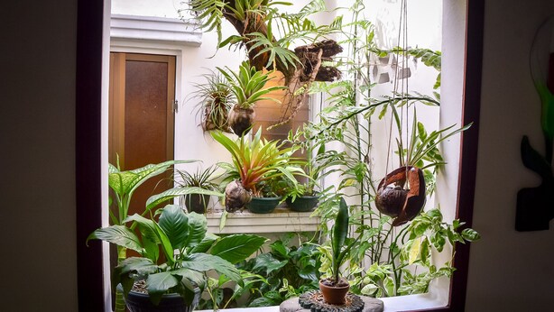 Janela com vista para um jardim interno exuberante, incluindo diversas plantas em vasos e jardineiras suspensas.