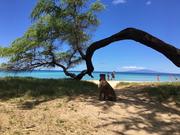 Playa en los alrededores, camastros y toallas de playa 