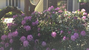 Ett bostadshus med ett markant triangulärt tak, stora fönster och en frodig trädgård med blommande buskar.