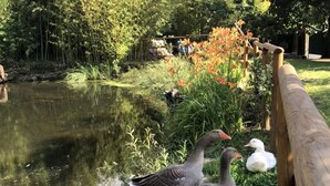 A pond with ducks and a wooden fence. - ESPERIA, splendid sea view and immersed in the typical greenery of the Trieste Karst (Trieste)