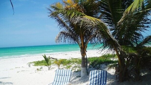 Two striped lounge chairs on a sandy beach with a palm tree and ocean view.