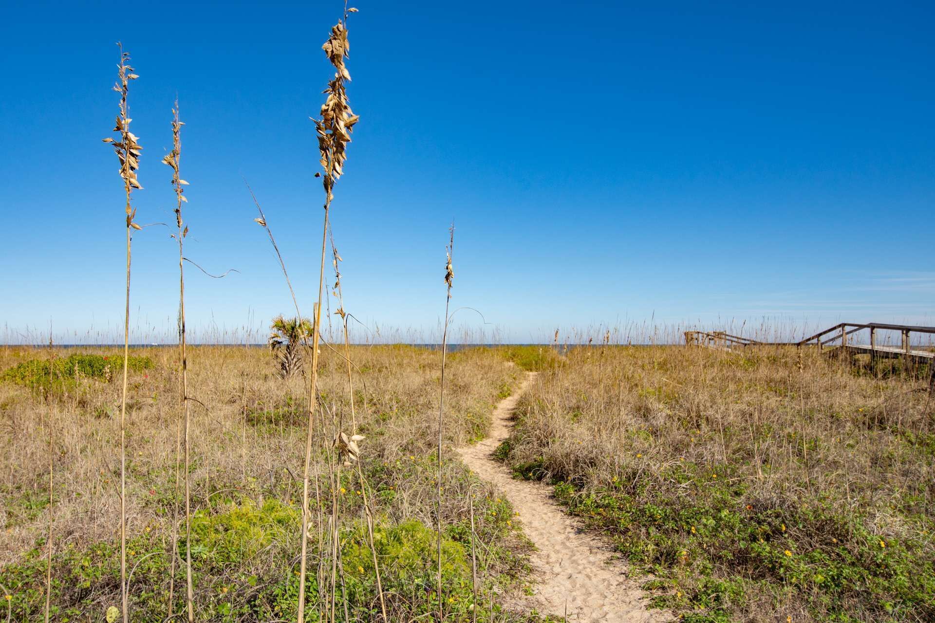 A sandy path leading through a grassy area with tall plants and a wooden structure in the distance.
