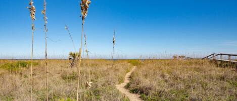 A sandy path leading through a grassy area with tall plants and a wooden structure in the distance.