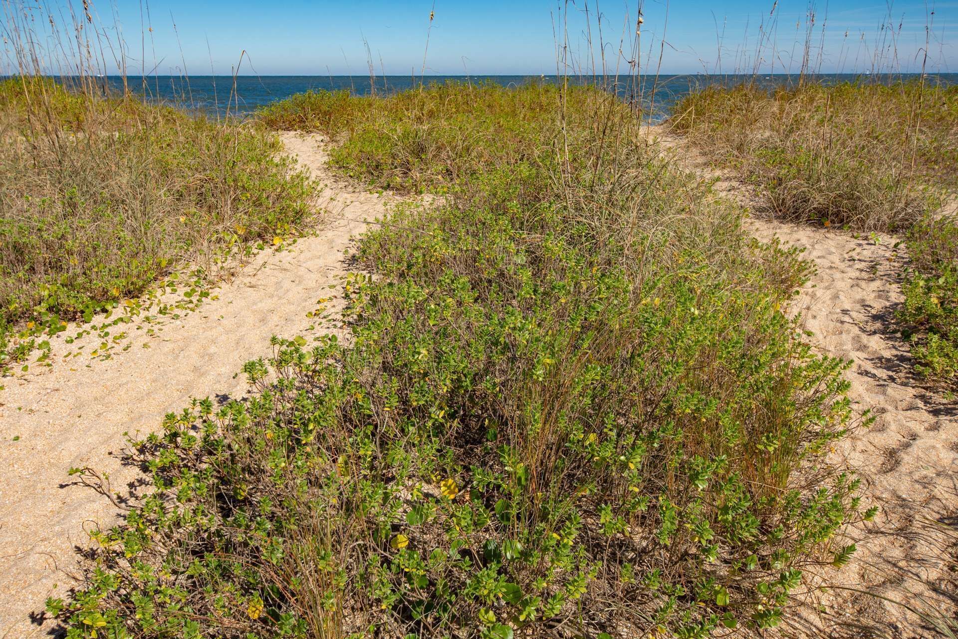 Un sentier de plage sablonneux, bordé d’une végétation luxuriante, offrant une vue dégagée sur l’océan.