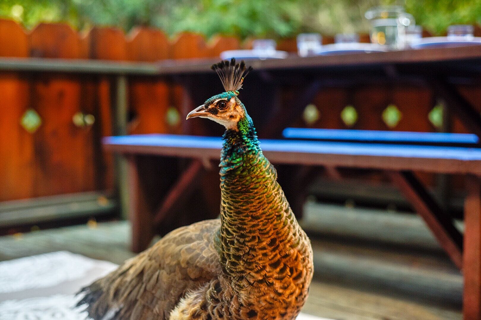Twinberry Wood ~ Uniquely Charming Chalet Log Cabin on Wooded Hillside
