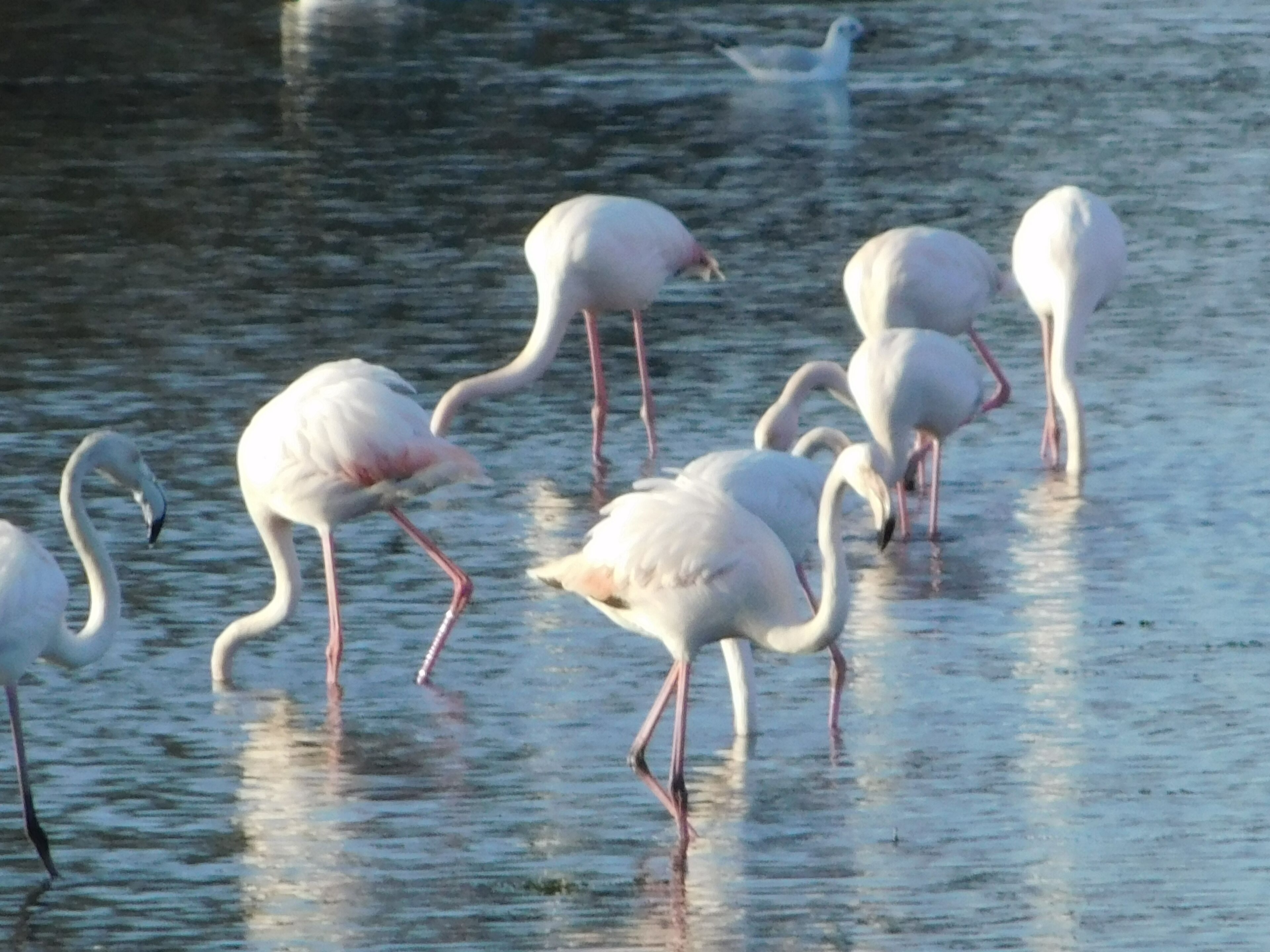 Un groupe de flamants roses se tient dans une eau peu profonde.
