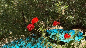 Vista de la piscina con una mesa y sillas, rodeado de follaje y flores rojas.