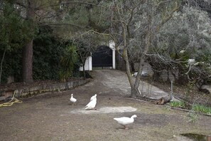 Property grounds