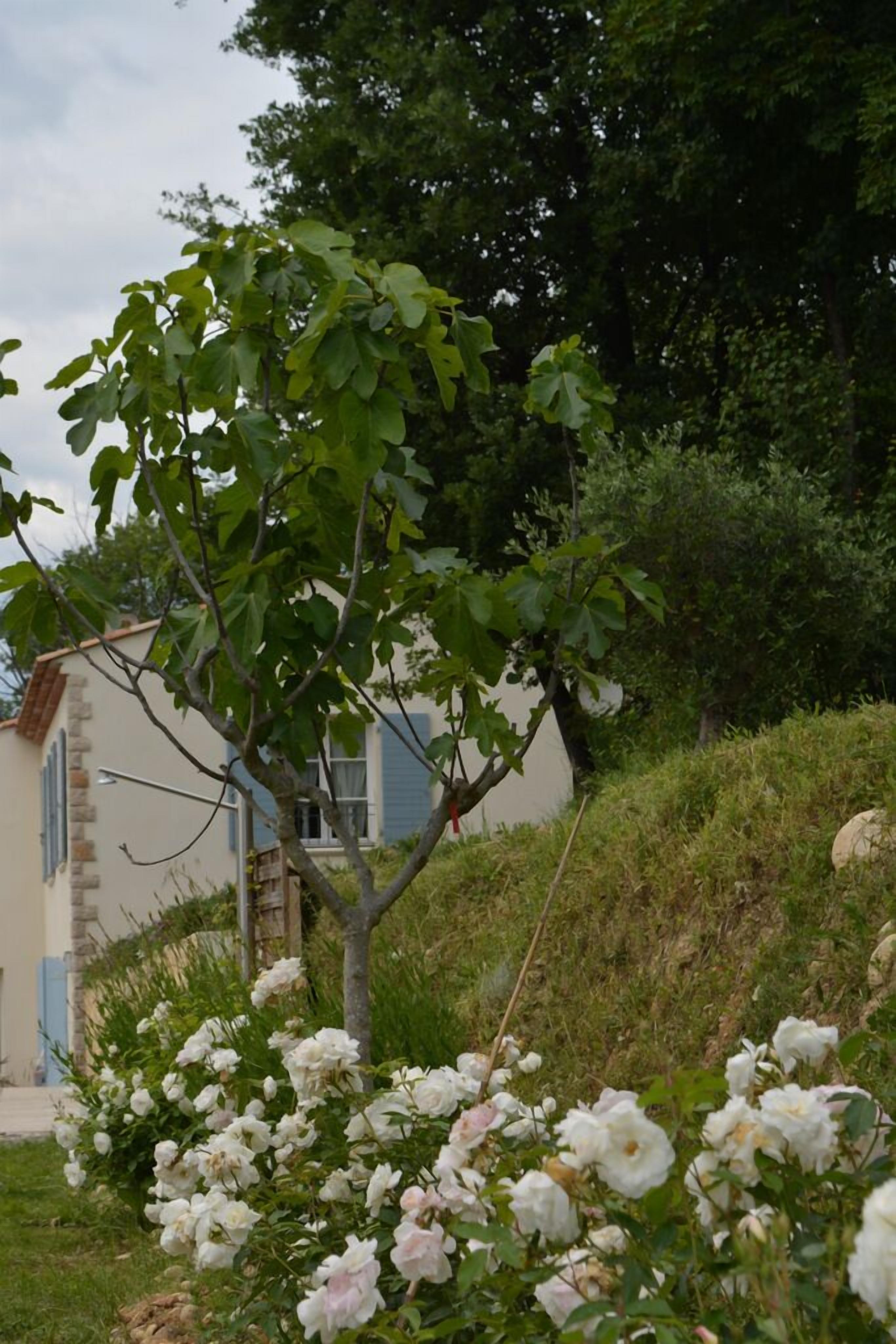 Ein Haus mit Garten, Rosen und einem Baum.