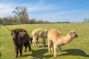 A grassy field with three alpacas standing.