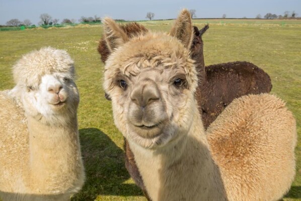 Two llamas in a grassy field.