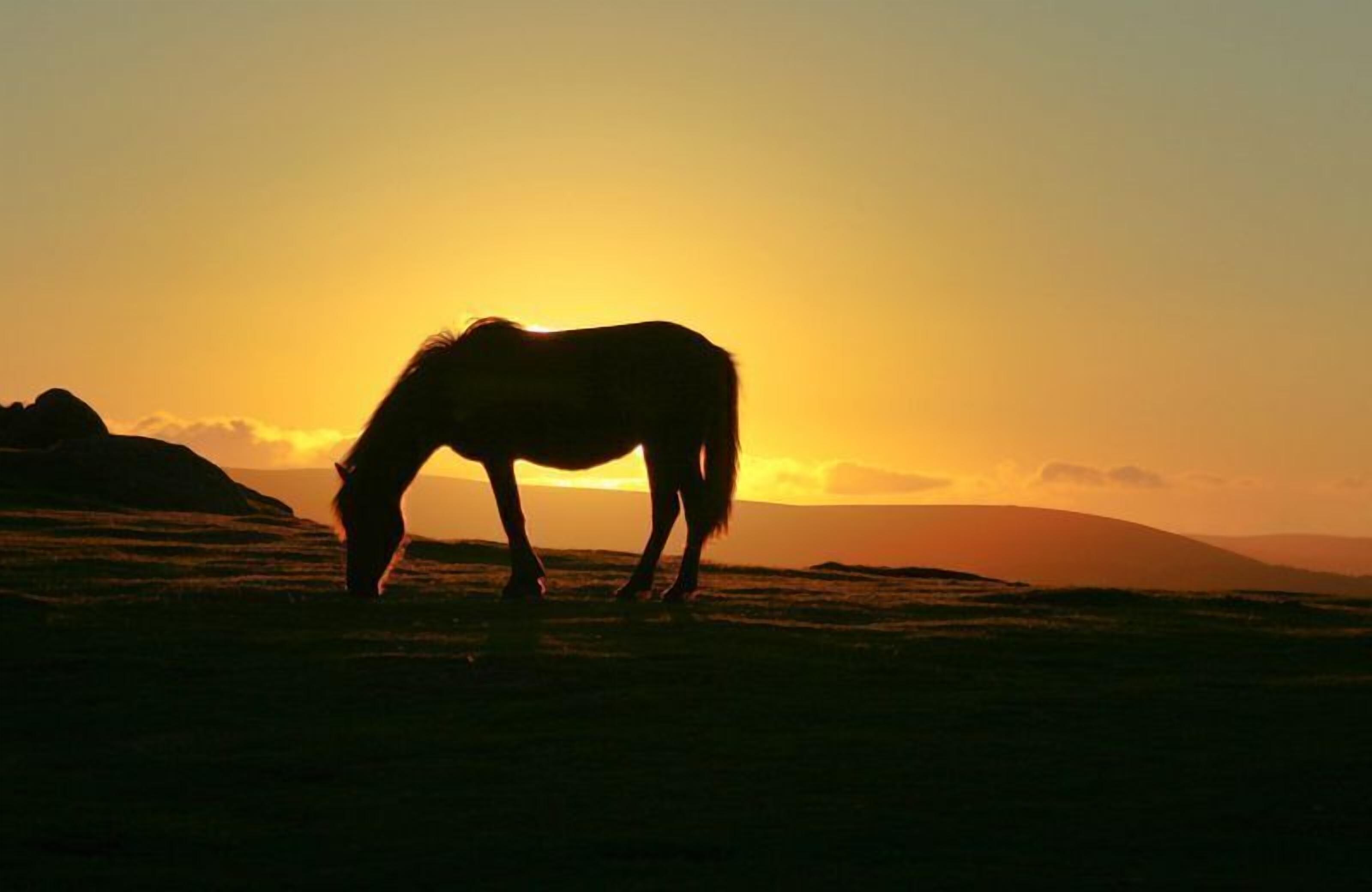 A silhouette of a horse grazing against a sunset.
