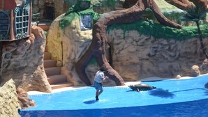 A man in a pool with a dolphin, surrounded by artificial rock formations and a building with a window. -  5min walking distance from amenities and beach , Private Swimming Pool, wifi (Albufeira)