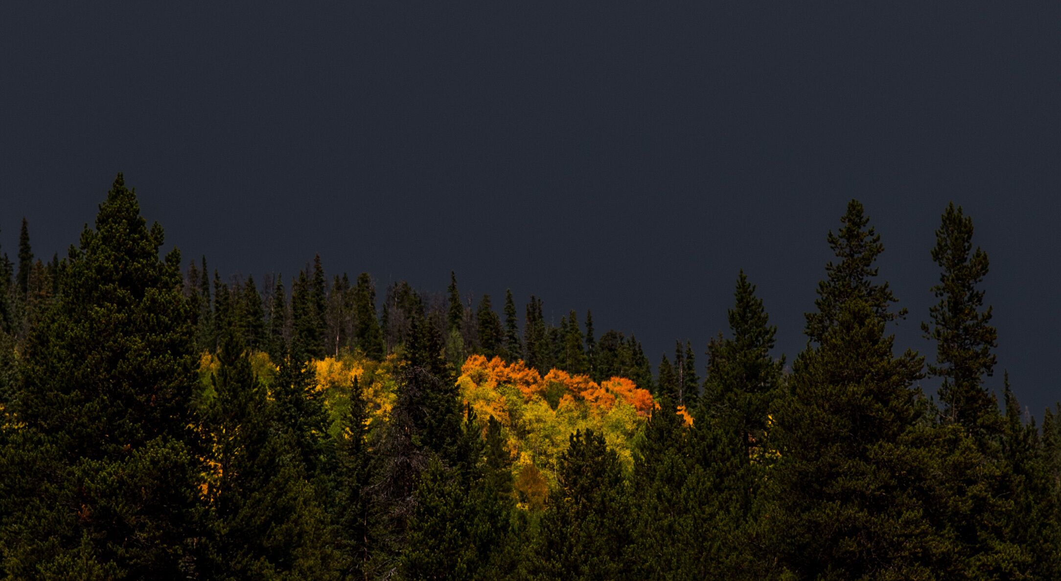 A dense forest with a variety of trees, including some with autumn-colored leaves.