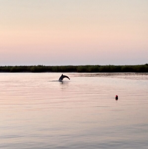 Une étendue d’eau calme où un seul animal se déplace, une rive lointaine bordée de végétation et un petit objet rouge flottant à la surface de l’eau.