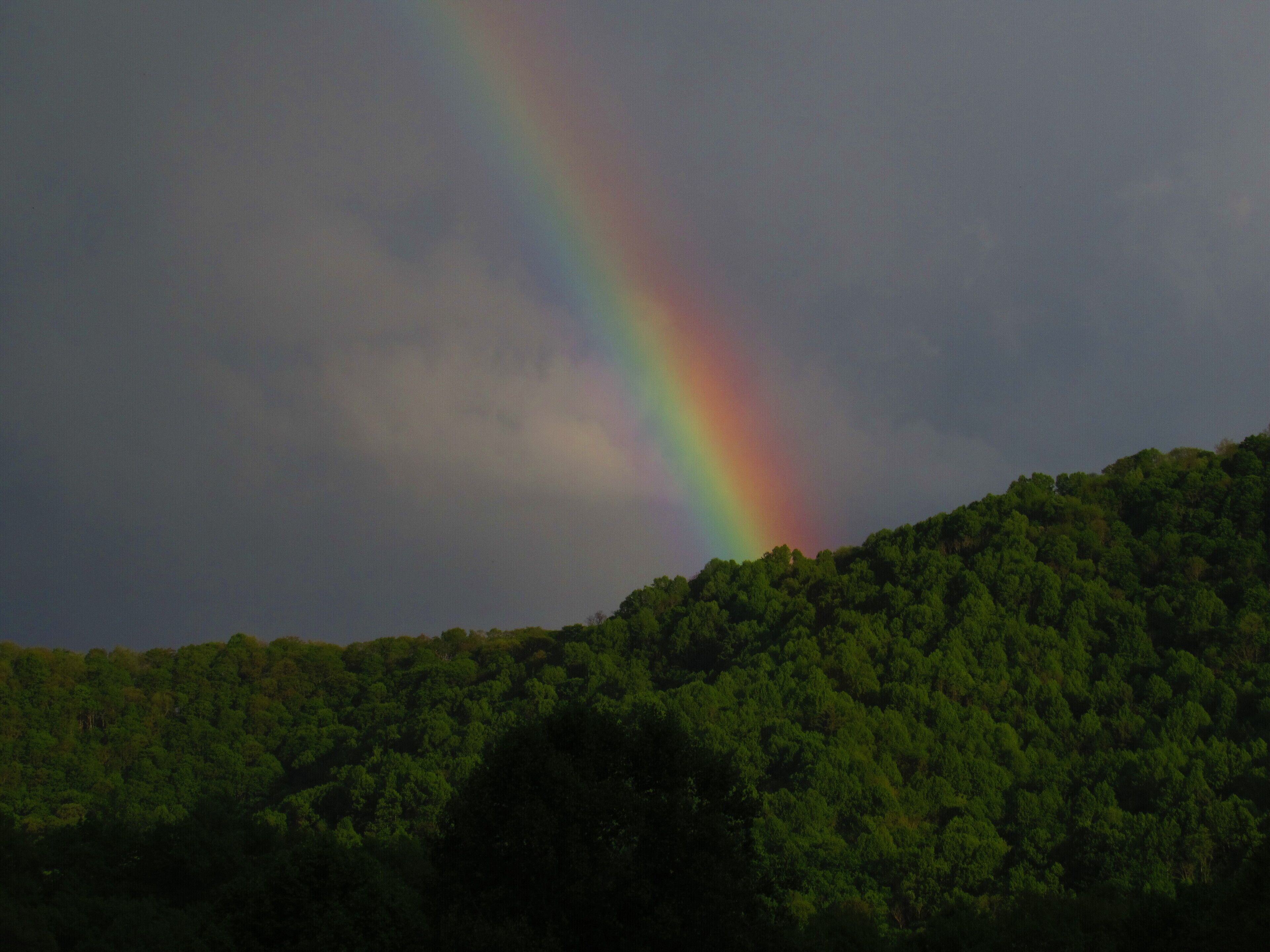 A forested hill with a rainbow.