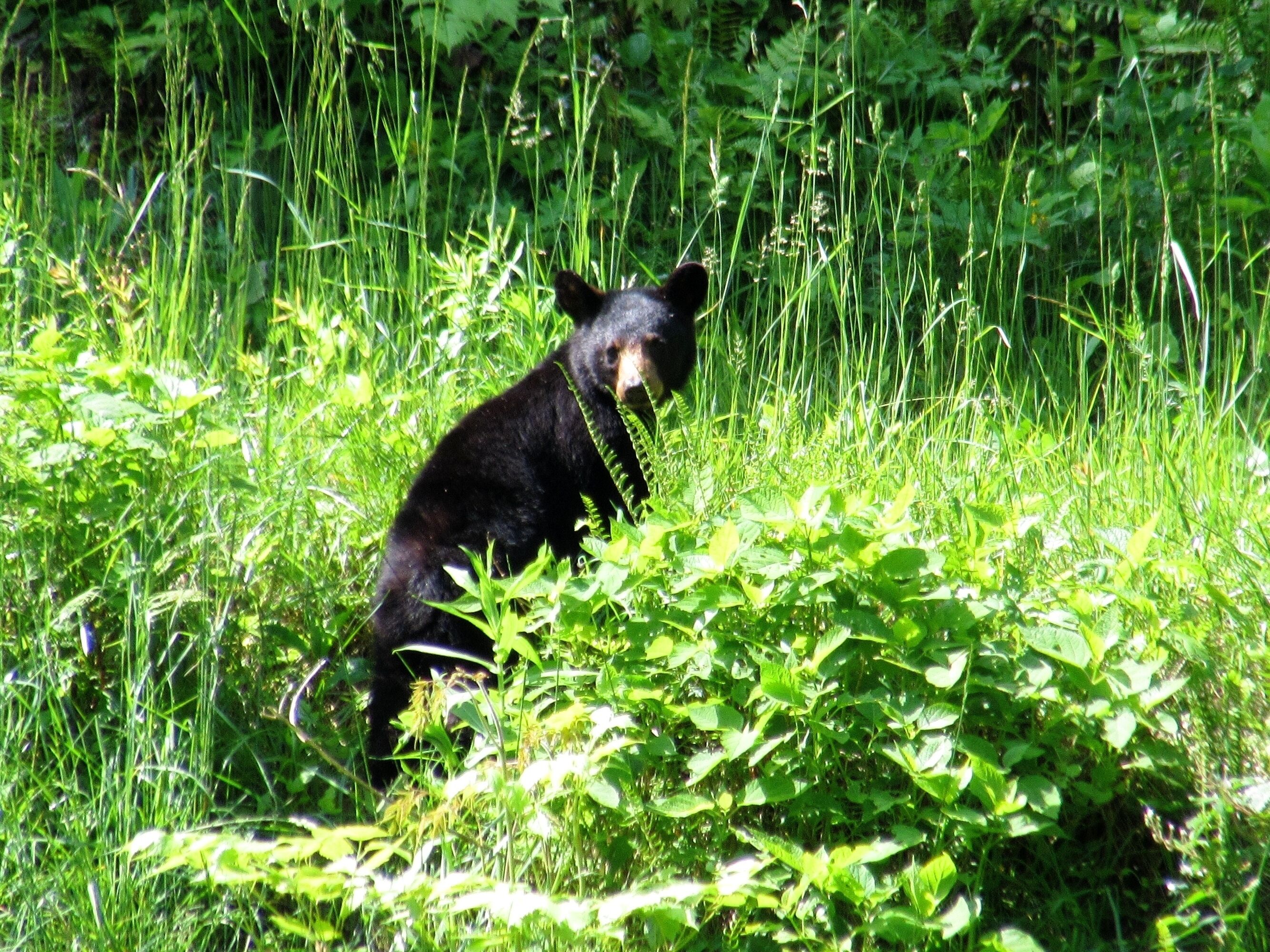 A bear in a grassy area.