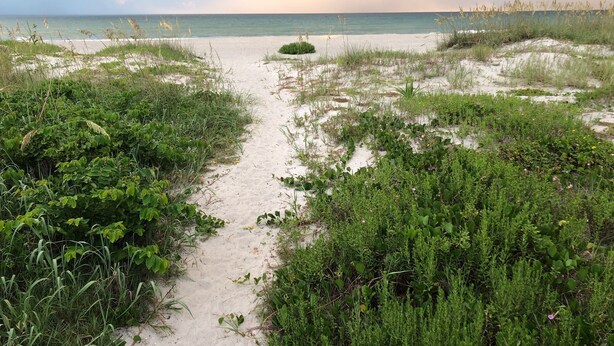 A sandy beach path with dense green vegetation on either side. - Cocoa Beach Paradise - direct ocean (Cocoa Beach)